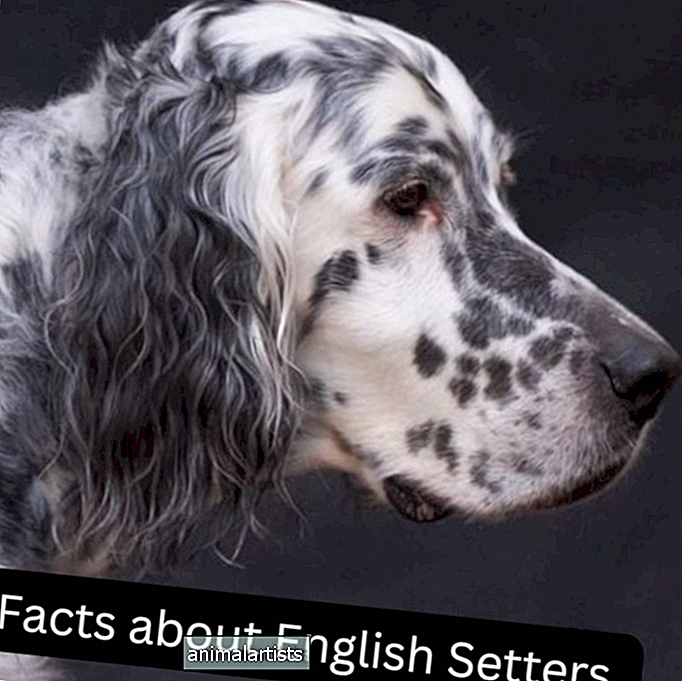 15 faktų apie anglų seterius - ŠUNYS