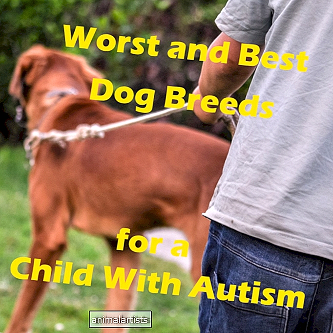 15 piores raças de cães para uma criança no espectro do autismo e 7 das melhores