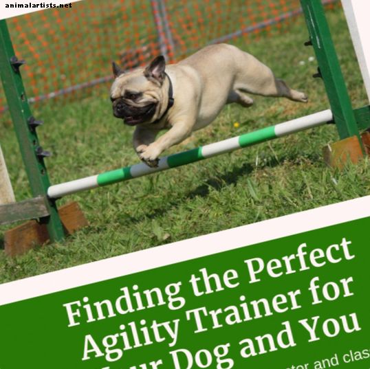 So finden Sie den richtigen Agility Instructor für sich und Ihren Hund - Hunde