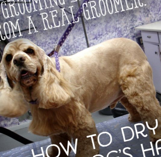 دروس من Groomer: كيف تجف محبوبتك بشكل صحيح - الكلاب