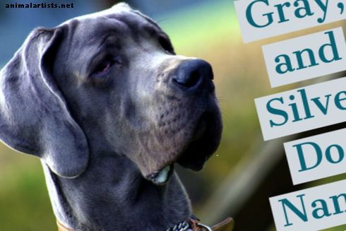 Plus de 140 noms uniques pour les chiens bleus, gris et argentés