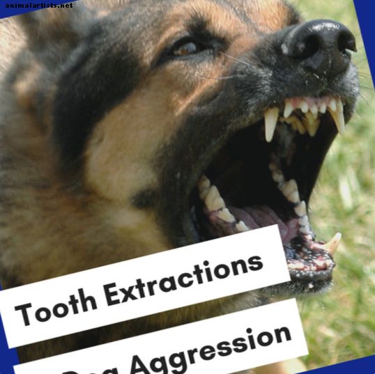Uklanjanje zuba kod agresivnih pasa: rješenje ili pojasa?