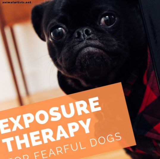 Експозиционна терапия за страховити кучета