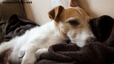 Римадил странични ефекти при кучешки артрит и как да ги избегнем - Кучета