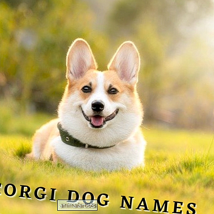 175+ имена на кучета корги (със значения)