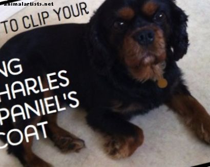 Hoe maak je een King Charles Spaniel Clip - honden