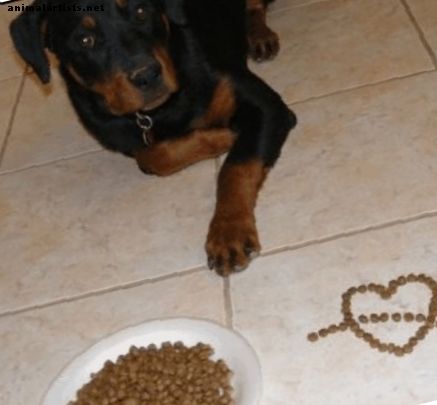 Sådan stopper en hund fra at spise for hurtigt - Hunde