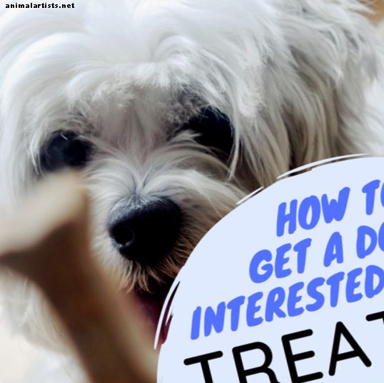 Πώς να εκπαιδεύσει ένα σκυλί που δεν είναι κίνητρο για τα τρόφιμα