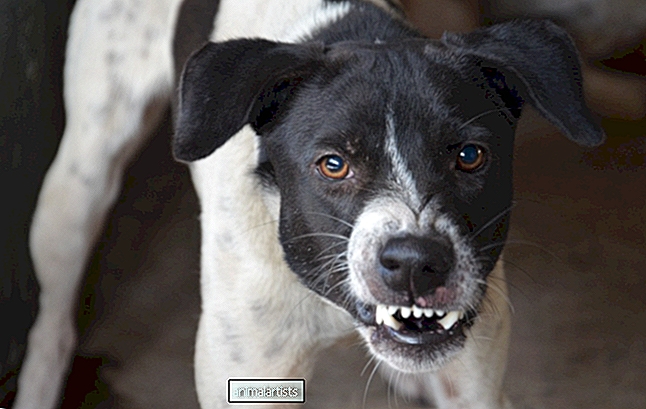 18 erinevat tüüpi agressiooni koertel - KOERAD