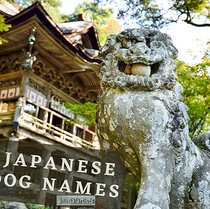 180+ japāņu suņu vārdi (ar nozīmi) - SUŅI