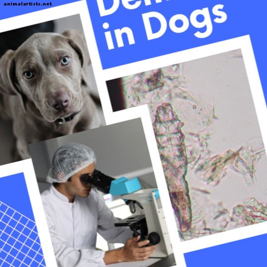 कुत्ते के रोग: डीमोडेक्स