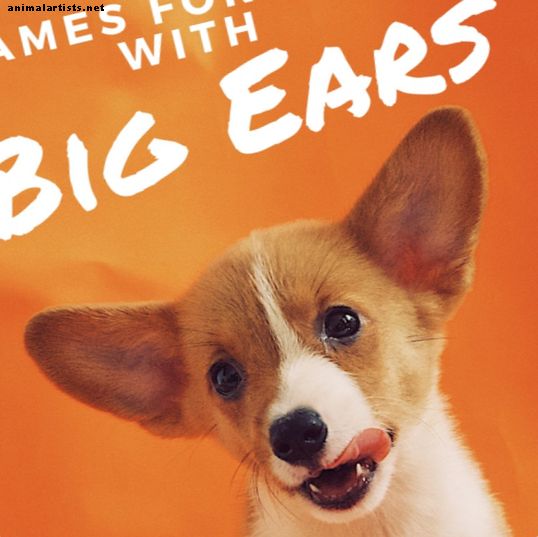 44 mejores nombres para perros con orejas grandes y orejas flexibles
