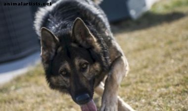 El perro de pastor alemán "checo" - Perros
