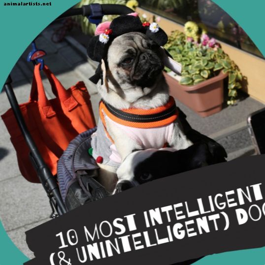 10 geriausių intelektualių šunų veislių.  Tikrai?