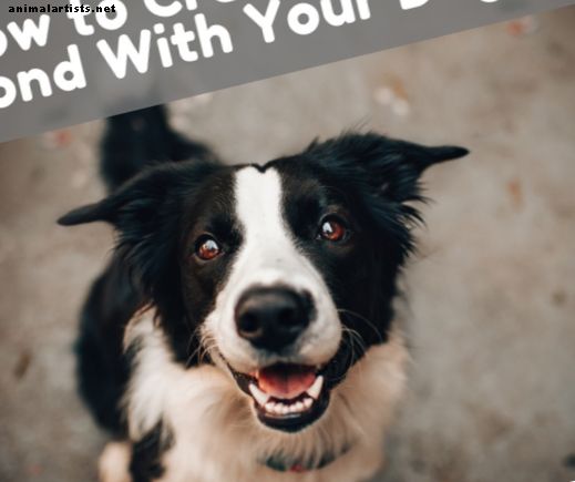 Kuidas ja miks peaksite looma oma koeraga kindla võlakirja
