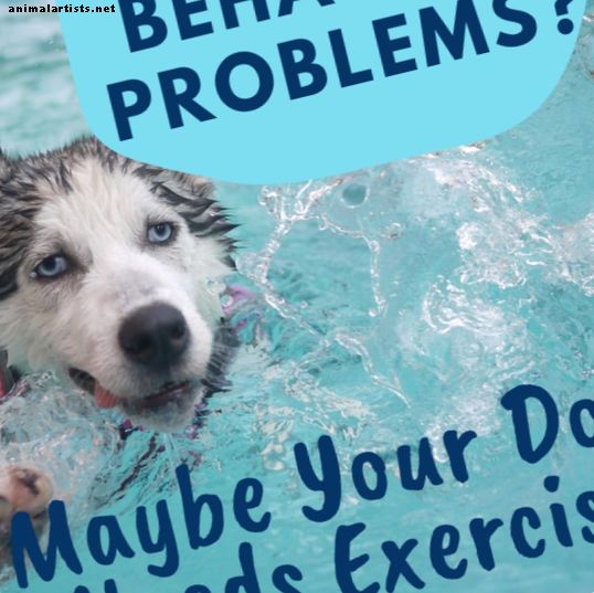 Τα οφέλη της άσκησης για σκυλιά με προβλήματα συμπεριφοράς - Σκύλοι