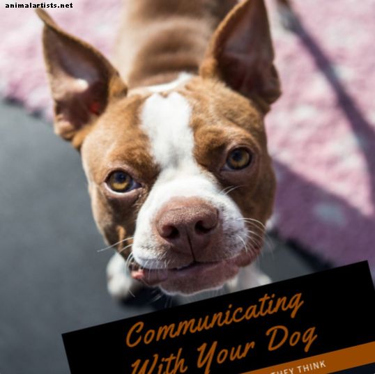 Tu perro es más inteligente de lo que piensas: comunicándote con tu canino