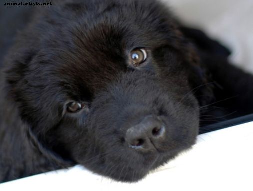 60 juodų šunų vardų: patinas, moteris, badass ir juokingas (nuo astro iki aksomo)
