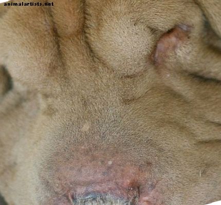 Tratta l'infezione del lievito del tuo cane a casa senza andare dal veterinario - Cani