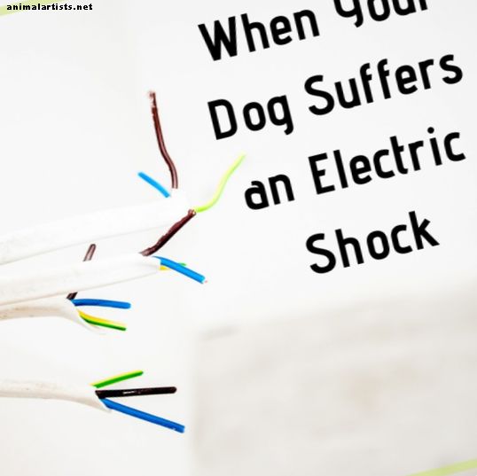 Τι να κάνετε αν το σκυλί σας έχει υποστεί σοκ ή ηλεκτροπληξία
