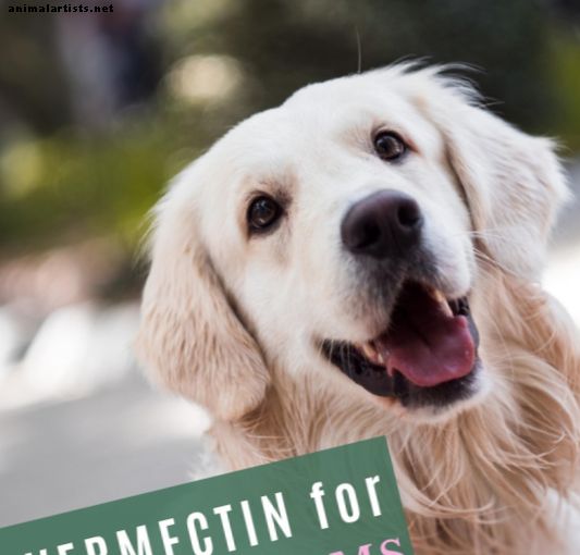 क्या आपके कुत्ते के लिए सबसे सुरक्षित हार्टवर्म मेडिसिन और उपचार है?