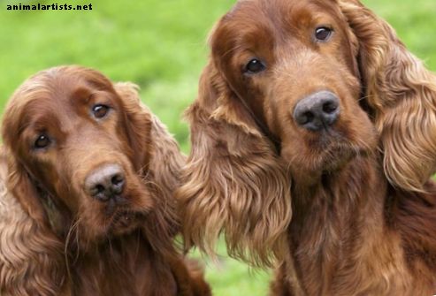100 ονόματα σκυλιών κυνηγιού: αρσενικά και θηλυκά
