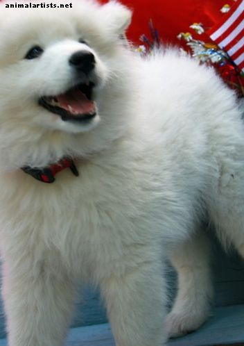 40 най-добри имена на бяло куче за сладко кученце (от Albus до Whitey) - Кучета