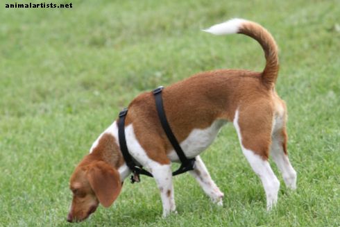 Všetko o Beagles a ich neuveriteľný zmysel pre vôňu