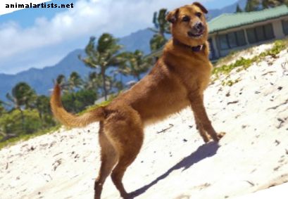 70 Hawaiiaanse hondennamen