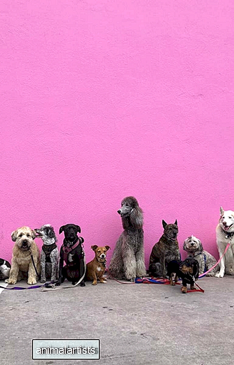 20 geriausių šunų veislių, skirtų gyventi RV