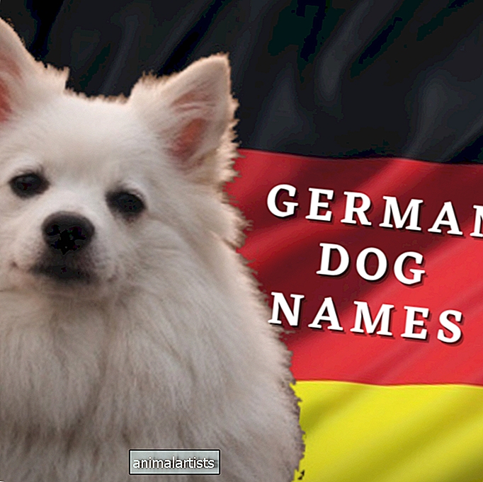 200+ जर्मन कुत्ते के नाम (अर्थ के साथ)