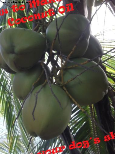 Hur man gör jungfru kokosnötsolja till din hund