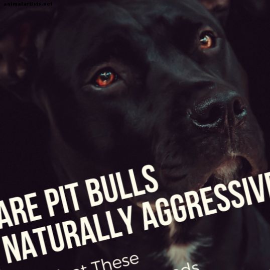 Vai Pit Bulls ir dabiski nozīmīgs?