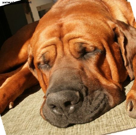 Jaapani Tosa koeratõug ja miks nad on keelatud - Koerad