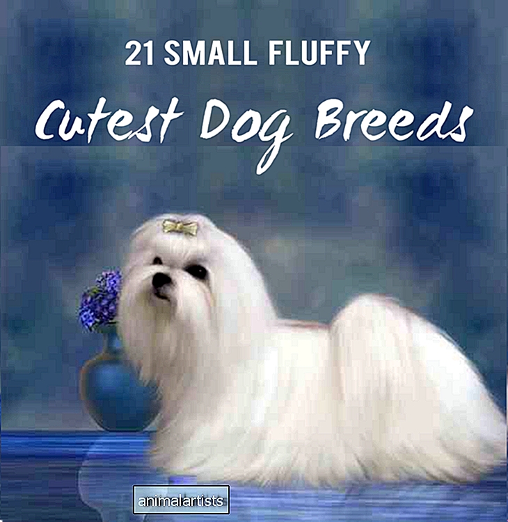 21 sötaste små och fluffiga hundar