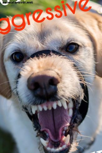10 معظم سلالات الكلاب العدوانية: تصنيفات مزاجه والمعلومات - الكلاب