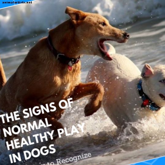 Σημάδια υγιούς, κανονικού παιχνιδιού στα σκυλιά - Σκύλοι