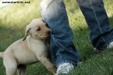 Psi - Dve enostavni metodi za učenje zaviranja ugriza mladiču
