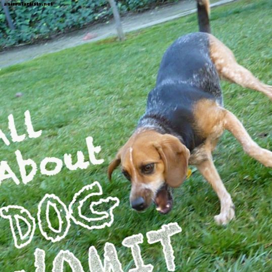 Alt om hundes oppkast: Hvorfor kaster hunden min opp?