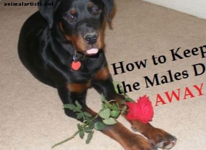 Πώς να κρατήσετε αρσενικά σκυλιά μακριά από τα θηλυκά σε θερμότητα