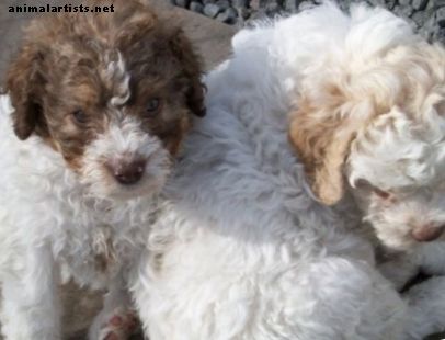 Живот с лаготто романьоло: пухкав хипоалергенен порода кучета