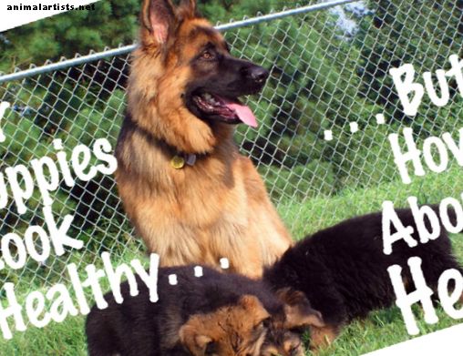 Zdravie psov: Časté komplikácie u psov po pôrode