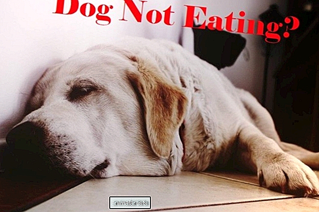 23 razões pelas quais seu cachorro não come (e o que fazer em casa)