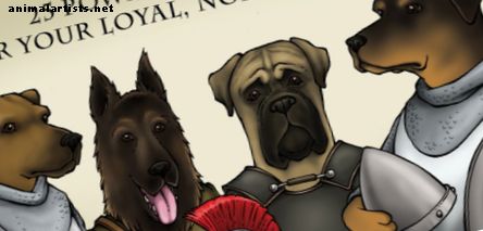 Psy - 40 výkonných názvov psov pre vášho lojálneho, ušľachtilého strážneho psa