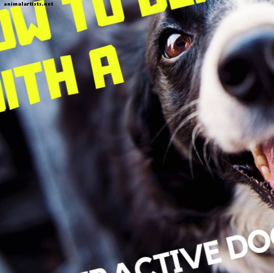 Koerad - Kuidas oma hüperkoera rahustada