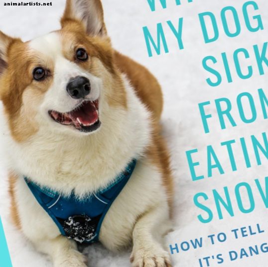 I cani possono mangiare la neve?  (Cosa fare se il cane si ammala di neve) - Cani