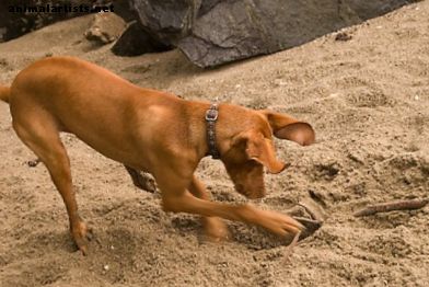 Hvordan trene hunden din til å slutte å grave