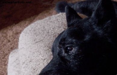 Hond Euthanasie: een hond thuis laten slapen