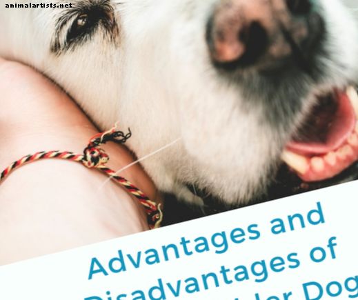 Výhody a nevýhody adopcie starších psov
