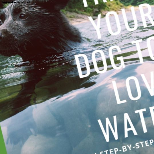 Psy - Ako vykúpať veľké psy, ktoré sa boja vody